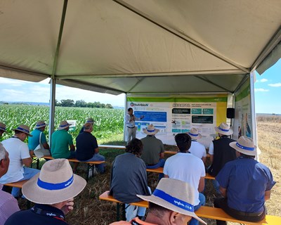Syngenta apresenta soluções de agricultura de precisão para a cultura do milho na Quinta da Cholda