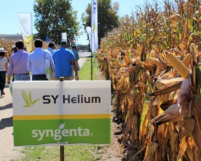 Syngenta apresenta tecnologia de ponta no InovMilho