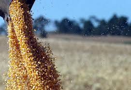 Syngenta com bons resultados na campanha do milho 2013