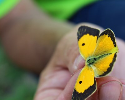 Syngenta é parceira da Herdade do Pinheiro no incremento da Biodiversidade