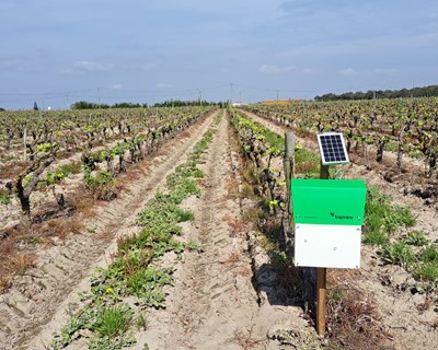 Syngenta lidera projeto inovador de armadilhas digitais para monitorizar a traça-da-uva