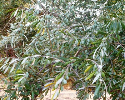 Syngenta organiza jornada formativa sobre olival e lança novo herbicida Minsk