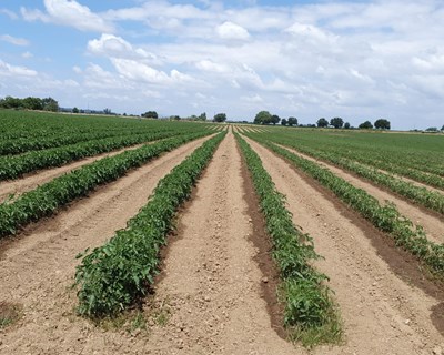 Tecniferti apresenta nova gama de fertilizantes líquidos Fulvicot®