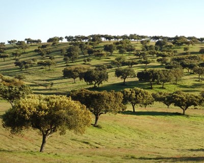 Tertúlia do Montado com visita à Herdade de Coelheiros