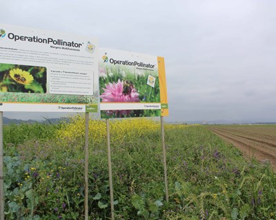 “The Good Growth Plan” - O novo plano de compromissos do Syngenta Group