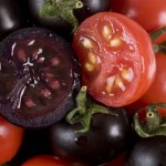Tomates roxos podem travar doenças como o cancro