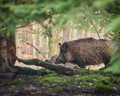Toxoplasmose em animais selvagens - será um problema para nós ou seremos nós um problema para os animais selvagens?