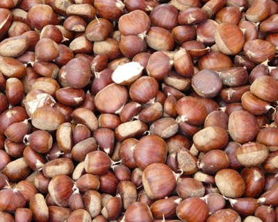 Trancoso: produção de castanha em risco
