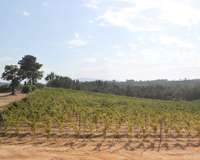 Transição de atribuições da segurança alimentar e da sanidade vegetal das DRAP do Centro e de Lisboa e Vale do Tejo para a DGAV