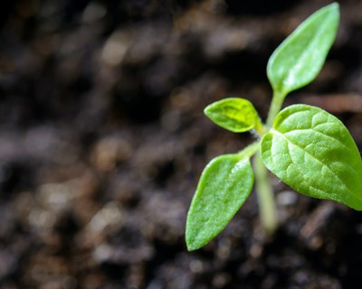 Trichoderma, um aliado da agricultura sustentável: muito mais que um agente de controlo biológico