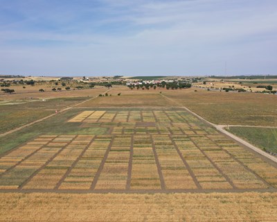 Trigo Mole: potencial genético e adaptação à variação ambiental - bibliografia