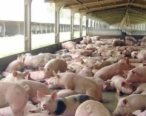 U.E.:O que se fez e o que ainda está por fazer no bem-estar animal?