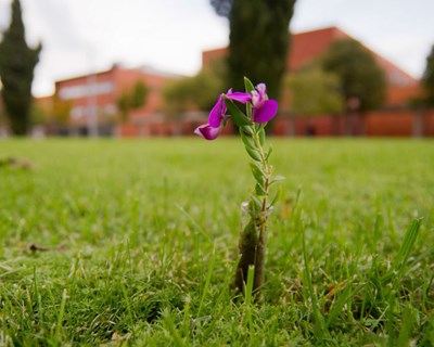 UA propõe micro módulo "Sociedade e Desenvolvimento Sustentável"