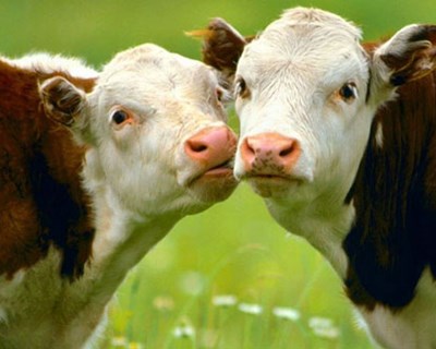 UE debate clonagem de animais para produção de alimentos