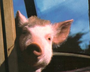 UE: Duração do transporte não é o fator mais importante no bem-estar animal