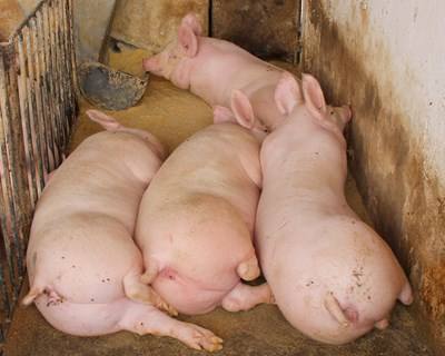 UE é o maior exportador de carne de porco