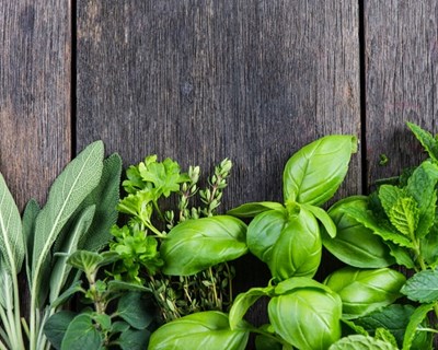 UÉ estuda o uso e efeitos de plantas aromáticas em ninhos de Chapim-azul