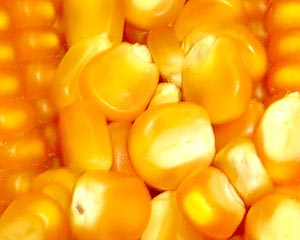 UE: Países podem decidir se cultivam OGM autorizados