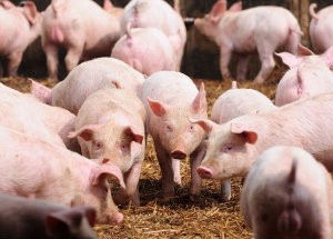 UE: Previsto aumento da produção de suínos em 2015