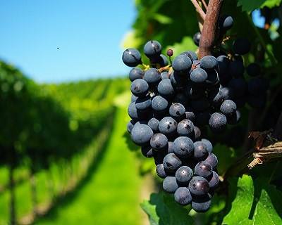 Ultrassons para melhorar a Qualidade do Vinho