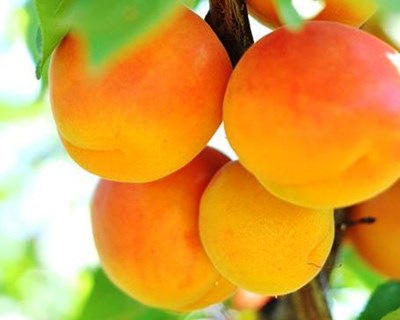 Um em cada três europeus não consome frutas e hortícolas diariamente