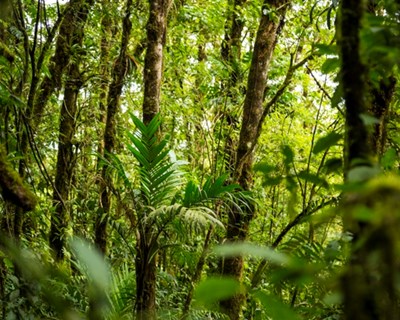 "Uma floresta sob o efeito de cafeína?" Como o café pode ajudar as florestas a crescer mais depressa