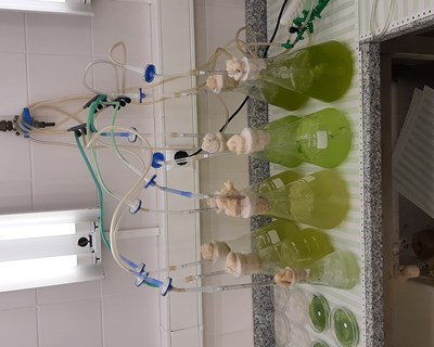 Universidade de Coimbra estuda aplicação de microalgas para tratamento de efluentes de ETARs e geração de biocombustíveis