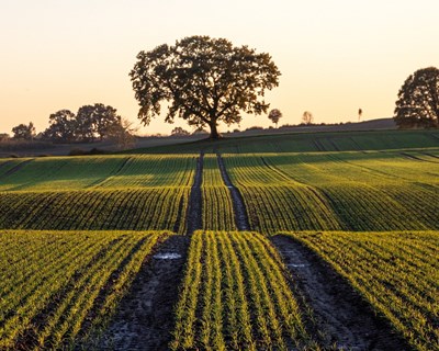 Universidade de Évora reúne especialistas em sistemas agrícolas em conferência internacional