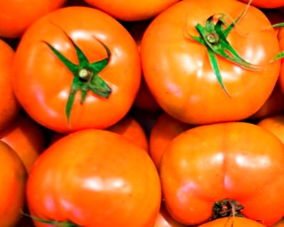 UTAD debate “problemas e soluções em hortofruticultura”