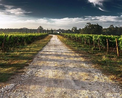 UTAD parceira do centro Fraunhofer para investigação em agricultura de precisão