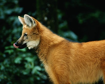 UTAD recebe 150 investigadores para debater a Fauna Selvagem