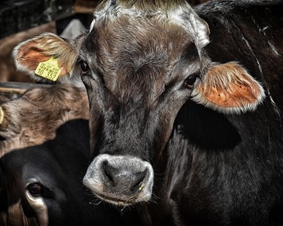 Vacina contra a rinotraqueíte infeciosa bovina: aumento na incidências de reações