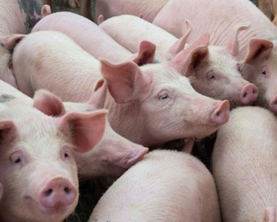 Vacina contra Peste Suína Africana prometida para 2022