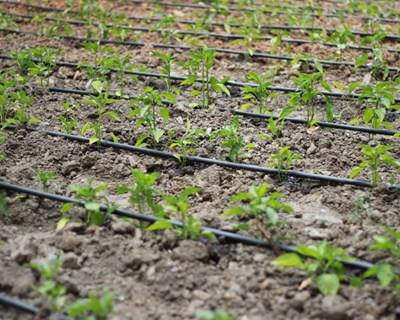 Vagos cria Bolsa de Terras para combater abandono agrícola