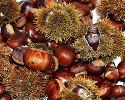 Valpaços com quebra de 50% na produção de castanha