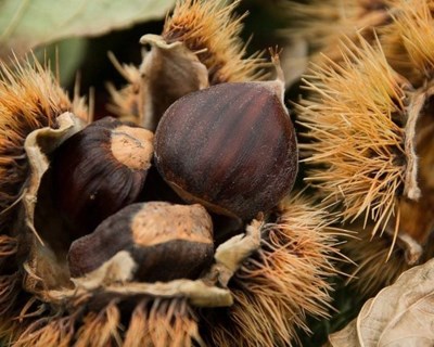 Valpaços recebe seminário sobre as questões fitossanitárias do castanheiro e da castanha