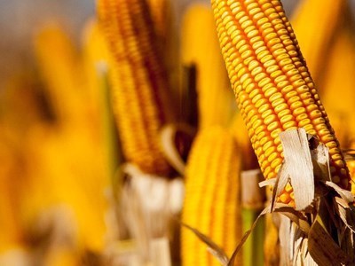 Vamos falar de Milho: Cooperativa Agrícola de Beja e Brinches