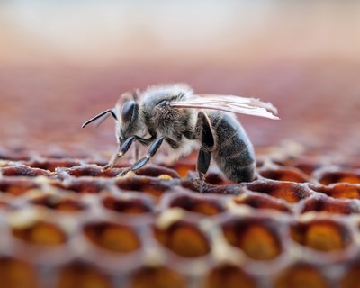 Vantagens do sistema silvo-pastoril para a saúde e produtividade das colmeias