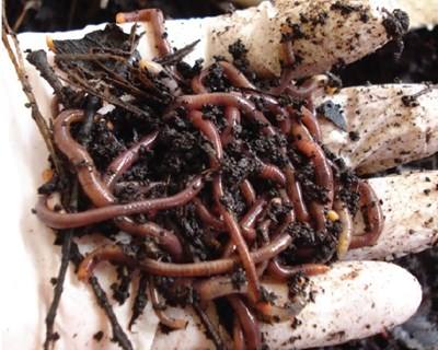 Vermicompostagem: uma solução de Fertilidade e Sustentabilidade para o Espaço Rural