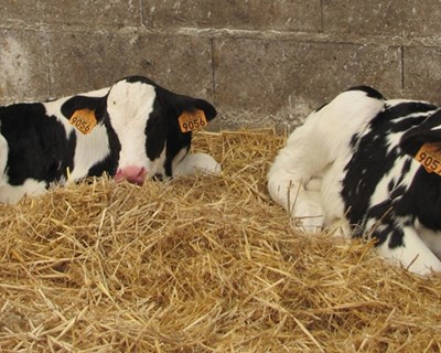 VI Jornadas de Alimentação Animal chegam a Fátima em setembro