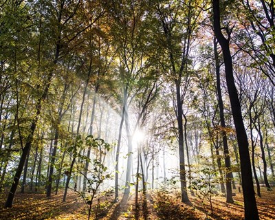 Vila Real reclama medidas imediatas e apoios financeiros para a floresta
