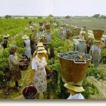 Vindimas do Douro são o mote para festas, rogas e pacotes turísticos