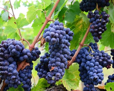 Vinho: declaração de colheita e produção tem de ser entregue até 15 de novembro