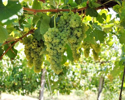 Vinho verde: jornadas técnicas em Arcos de Valdevez