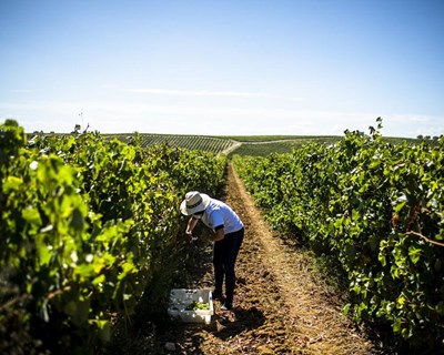 Vinhos do Tejo asseguram qualidade dos vinhos na colheita de 2020