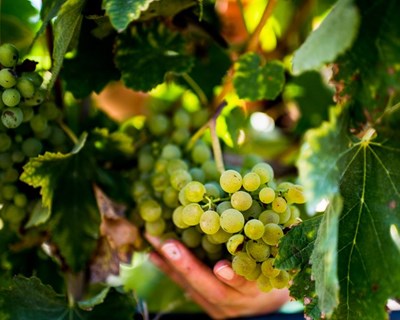 Vinhos do Tejo em destaque na FNA