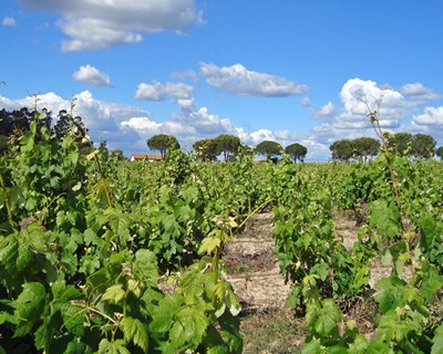 Viticultores de Setúbal estimam quebra de produção de 20 a 30%