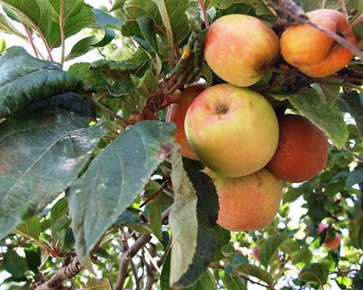 Viticultura e Fruticultura: manutenção do solo e enrelvamentos