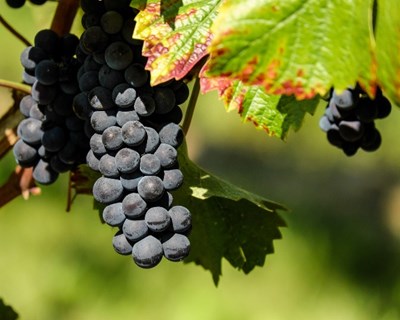 Viticultura em debate em Mangualde