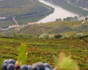 Viticultura Portuguesa Encara Futuro com Otimismo